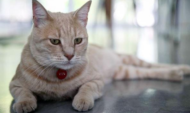 差点没被遗弃的橘猫 被领养后又碰上车祸 它用一年时间重新疾奔(图3)