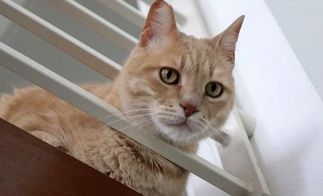 差点没被遗弃的橘猫 被领养后又碰上车祸 它用一年时间重新疾奔(图4)