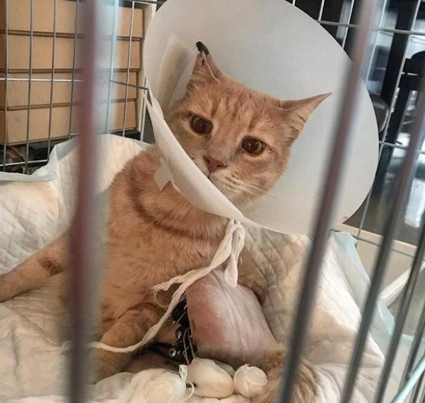 差点没被遗弃的橘猫 被领养后又碰上车祸 它用一年时间重新疾奔(图5)