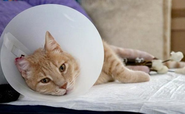 差点没被遗弃的橘猫 被领养后又碰上车祸 它用一年时间重新疾奔(图6)