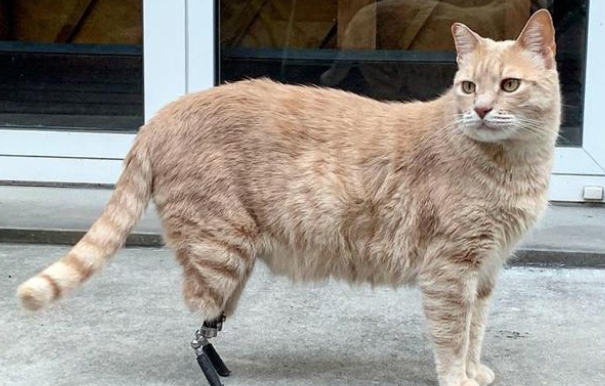 差点没被遗弃的橘猫 被领养后又碰上车祸 它用一年时间重新疾奔(图7)