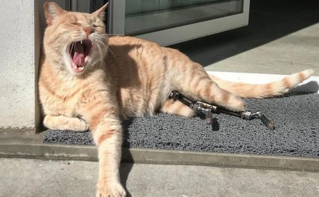 差点没被遗弃的橘猫 被领养后又碰上车祸 它用一年时间重新疾奔(图8)