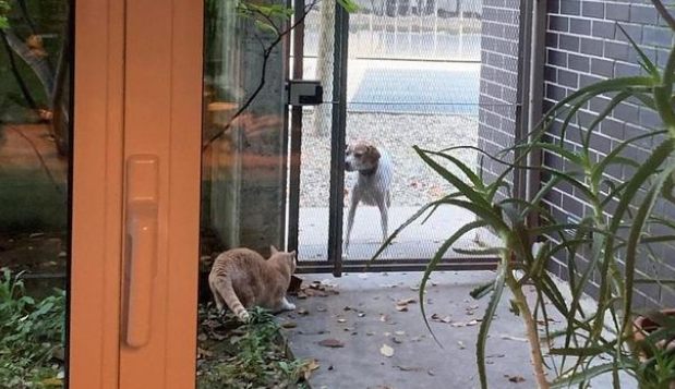 差点没被遗弃的橘猫 被领养后又碰上车祸 它用一年时间重新疾奔(图9)