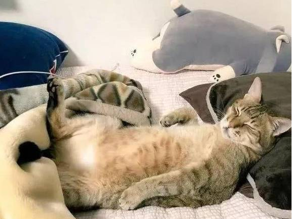 猫咪觊觎主人大床 被喊醒后还想打人(图1)