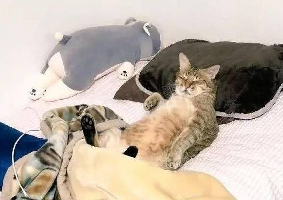 猫咪觊觎主人大床 被喊醒后还想打人(图2)