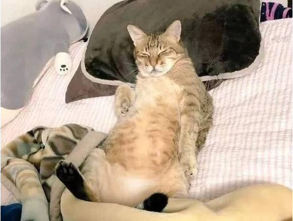 猫咪觊觎主人大床 被喊醒后还想打人(图3)