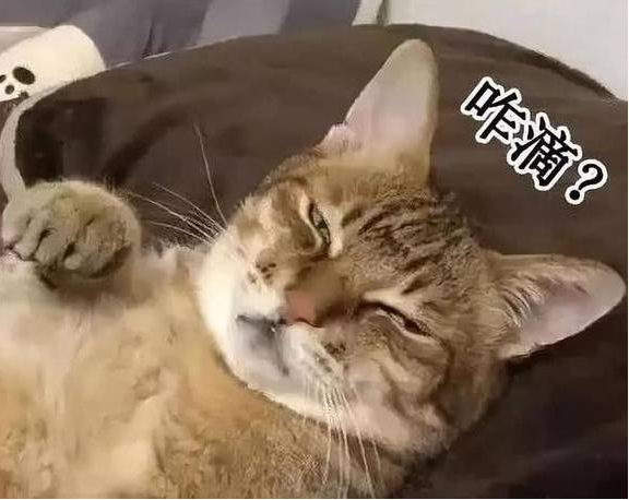 猫咪觊觎主人大床 被喊醒后还想打人(图4)