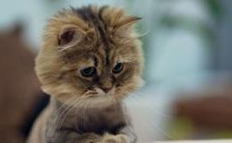 好心帮朋友养宠物猫却患上了体癣(图1)