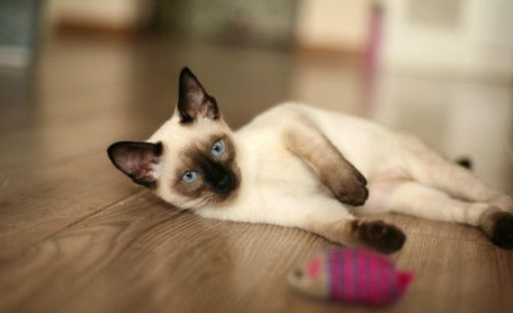 一只猫博斗两家庭达10年两家争监护权(图1)