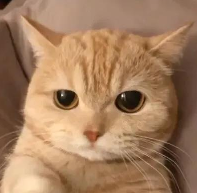 我和我的猫谈了一场恋爱(图1)