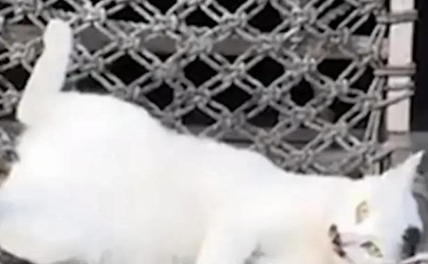 女子投喂流浪猫1年竞然可赠送仓鼠(图1)