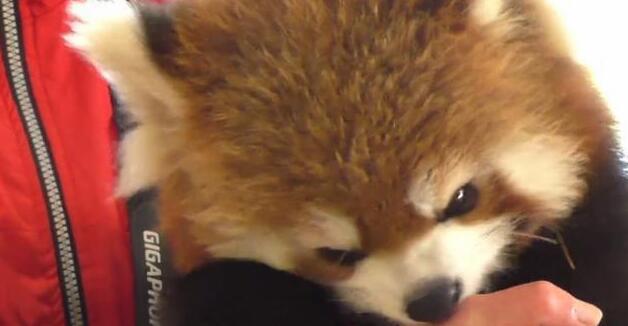 小熊猫痴迷吃手手 饲养员一脸嫌弃 宝宝愧疚的样子太可爱的太萌了(图1)