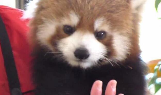 小熊猫痴迷吃手手 饲养员一脸嫌弃 宝宝愧疚的样子太可爱的太萌了(图3)