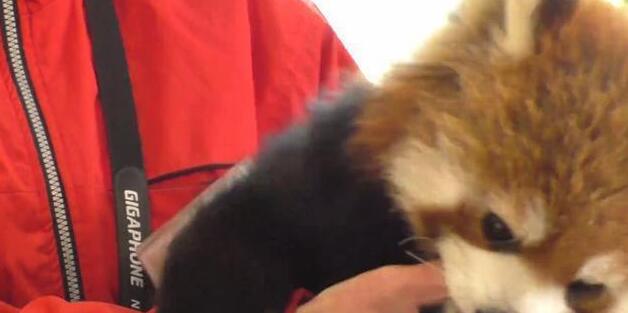 小熊猫痴迷吃手手 饲养员一脸嫌弃 宝宝愧疚的样子太可爱的太萌了(图2)