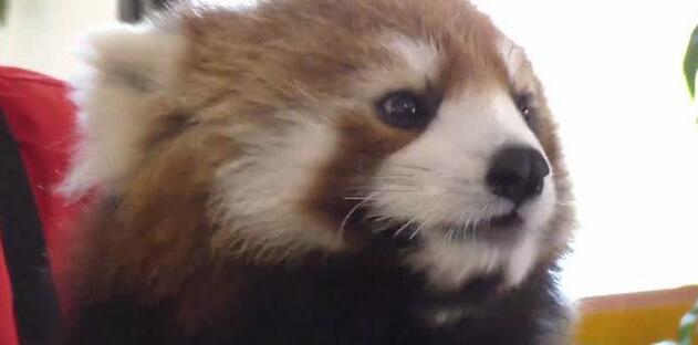 小熊猫痴迷吃手手 饲养员一脸嫌弃 宝宝愧疚的样子太可爱的太萌了(图4)