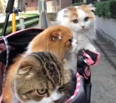 路上遇上有人在遛猫 应该三只猫呢 网友请问各位可以不偷猫吗(图1)