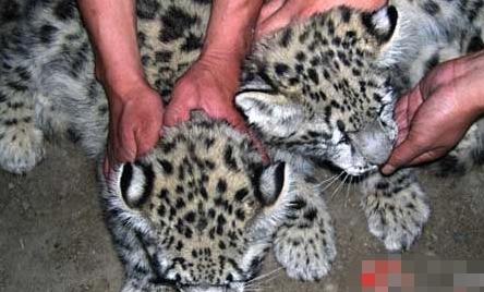 牧民丢过两只猫带回来家 可是养着养着感觉不对劲:这猫咋这么大大(图1)