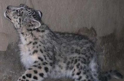 牧民丢过两只猫带回来家 可是养着养着感觉不对劲:这猫咋这么大大(图2)