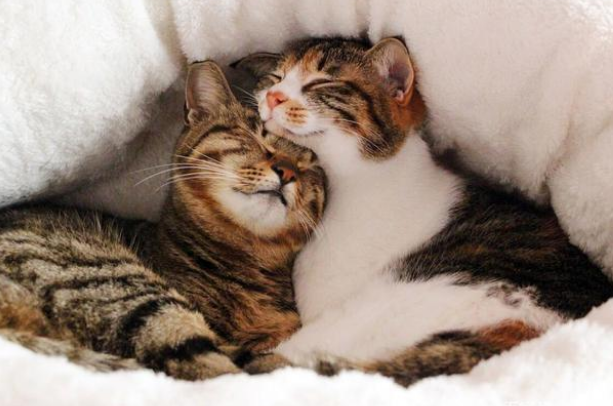 渣猫祸祸小母猫后玩消失了 猫妈妈带娃找上门请 “受害猫”何止一只(图1)