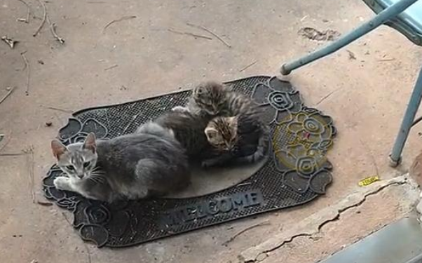 渣猫祸祸小母猫后玩消失了 猫妈妈带娃找上门请 “受害猫”何止一只(图2)