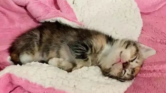 一只被狗狗赎罪的小野猫 它觉得自身是狗狗 还把英语学好了“汪汪汪”(图2)