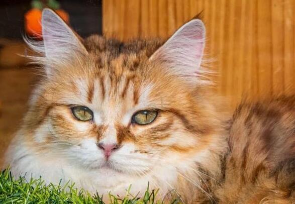 总觉着“猫主子”不大对劲?最好小心……它可能会有“精神病”(图1)