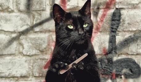 总觉着“猫主子”不大对劲?最好小心……它可能会有“精神病”(图2)