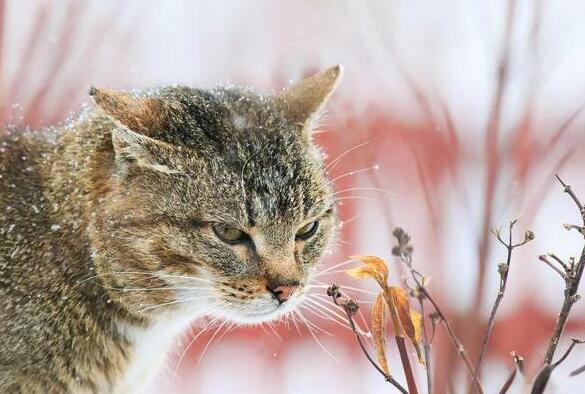 总觉着“猫主子”不大对劲?最好小心……它可能会有“精神病”(图3)