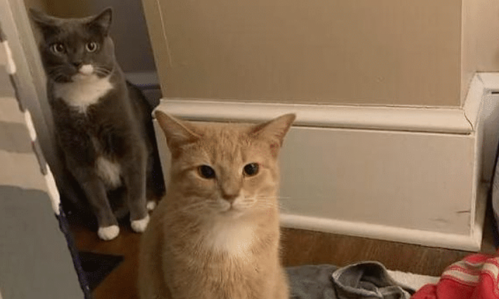 主人去厕所的行为 在猫咪眼里 华指了这些意思(图1)