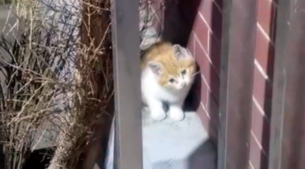 从高处跌落没入院子的小猫 以为它被母猫舍弃 谁料猫妈妈竟上门来要孩子(图2)
