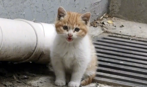 从高处跌落没入院子的小猫 以为它被母猫舍弃 谁料猫妈妈竟上门来要孩子(图1)