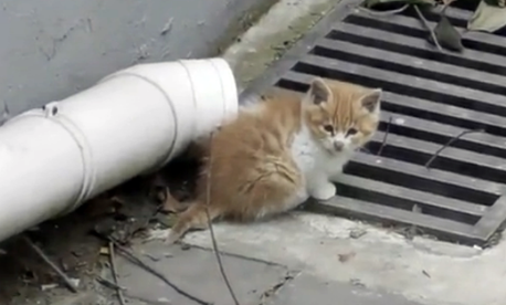 从高处跌落没入院子的小猫 以为它被母猫舍弃 谁料猫妈妈竟上门来要孩子(图3)