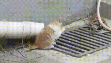 从高处跌落没入院子的小猫 以为它被母猫舍弃 谁料猫妈妈竟上门来要孩子(图4)