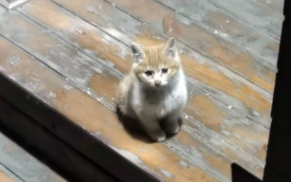 从高处跌落没入院子的小猫 以为它被母猫舍弃 谁料猫妈妈竟上门来要孩子(图6)