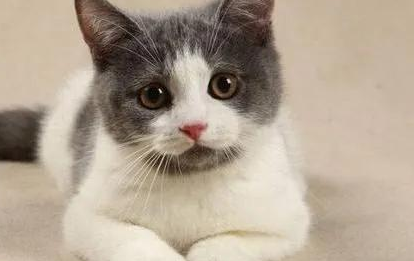 养猫成瘾、猫又是如何能“统治”并“撤出”许多人的生活世界(图1)