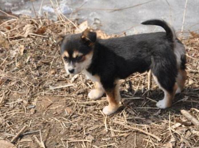 狗狗有哪些地方皮肤病(图1)