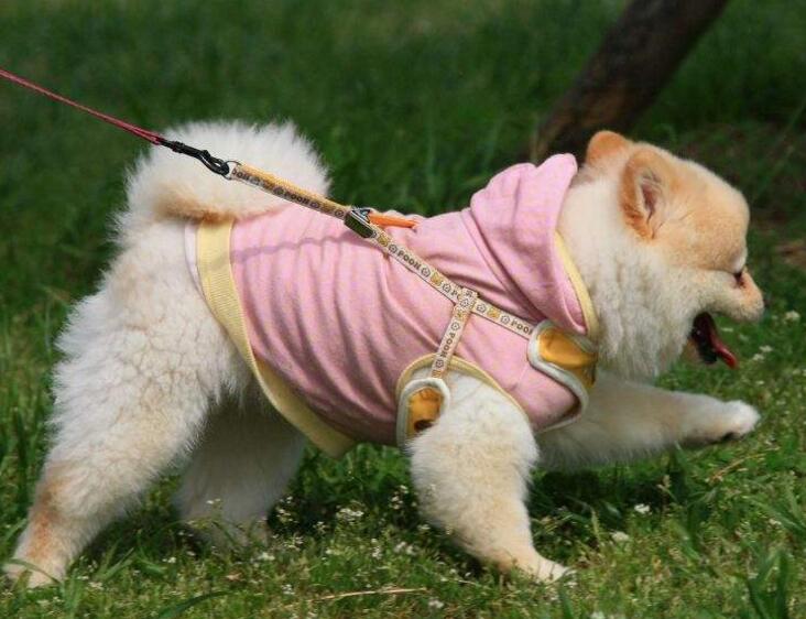 狗狗有哪些地方皮肤病(图2)