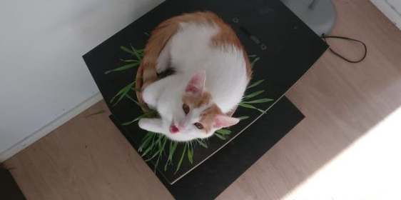 用三张照片形容人你的猫会是哪张代表照呢?(图2)