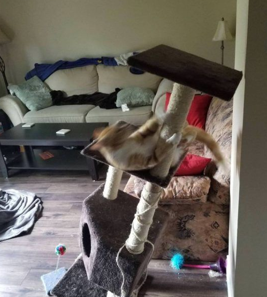 用三张照片形容人你的猫会是哪张代表照呢?(图1)