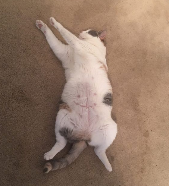 用三张照片形容人你的猫会是哪张代表照呢?(图3)