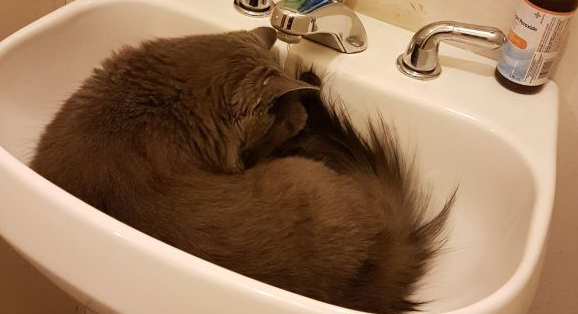 用三张照片形容人你的猫会是哪张代表照呢?(图4)