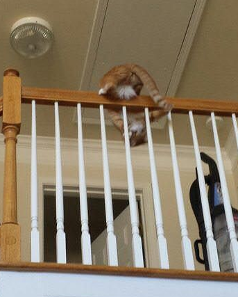 用三张照片形容人你的猫会是哪张代表照呢?(图5)