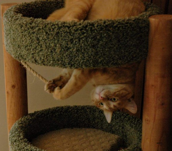 用三张照片形容人你的猫会是哪张代表照呢?(图6)