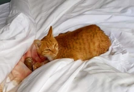 一位游客睡醒了之前身边竟多了几只小奶猫 这是怎莫一回事?(图2)