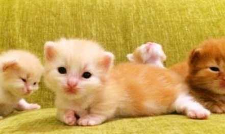 一位游客睡醒了之前身边竟多了几只小奶猫 这是怎莫一回事?(图1)