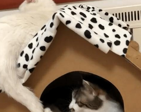 白猫大尾巴钢索着 两只猫咪竟咬着嘴唇玩(图1)