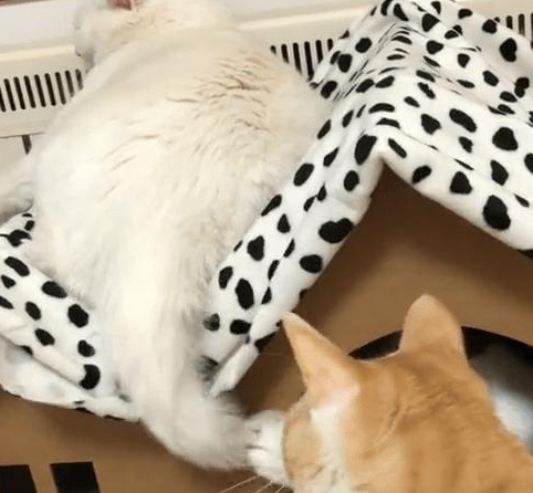 白猫大尾巴钢索着 两只猫咪竟咬着嘴唇玩(图2)