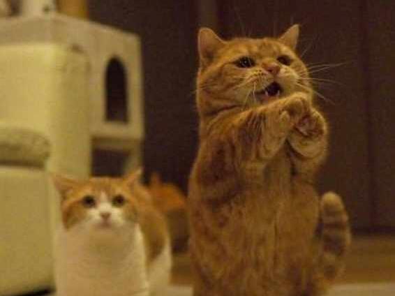 主人嫌橘猫太胖不给零食 当它使出“绝招” 网友：别反抗之力了！(图2)
