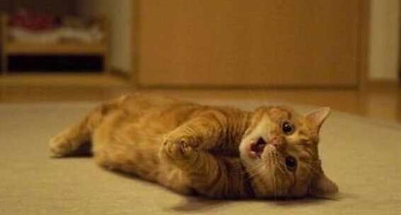 主人嫌橘猫太胖不给零食 当它使出“绝招” 网友：别反抗之力了！(图3)