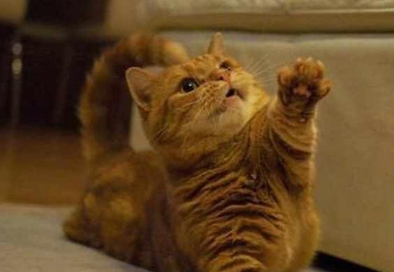 主人嫌橘猫太胖不给零食 当它使出“绝招” 网友：别反抗之力了！(图4)